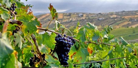Grape Vista