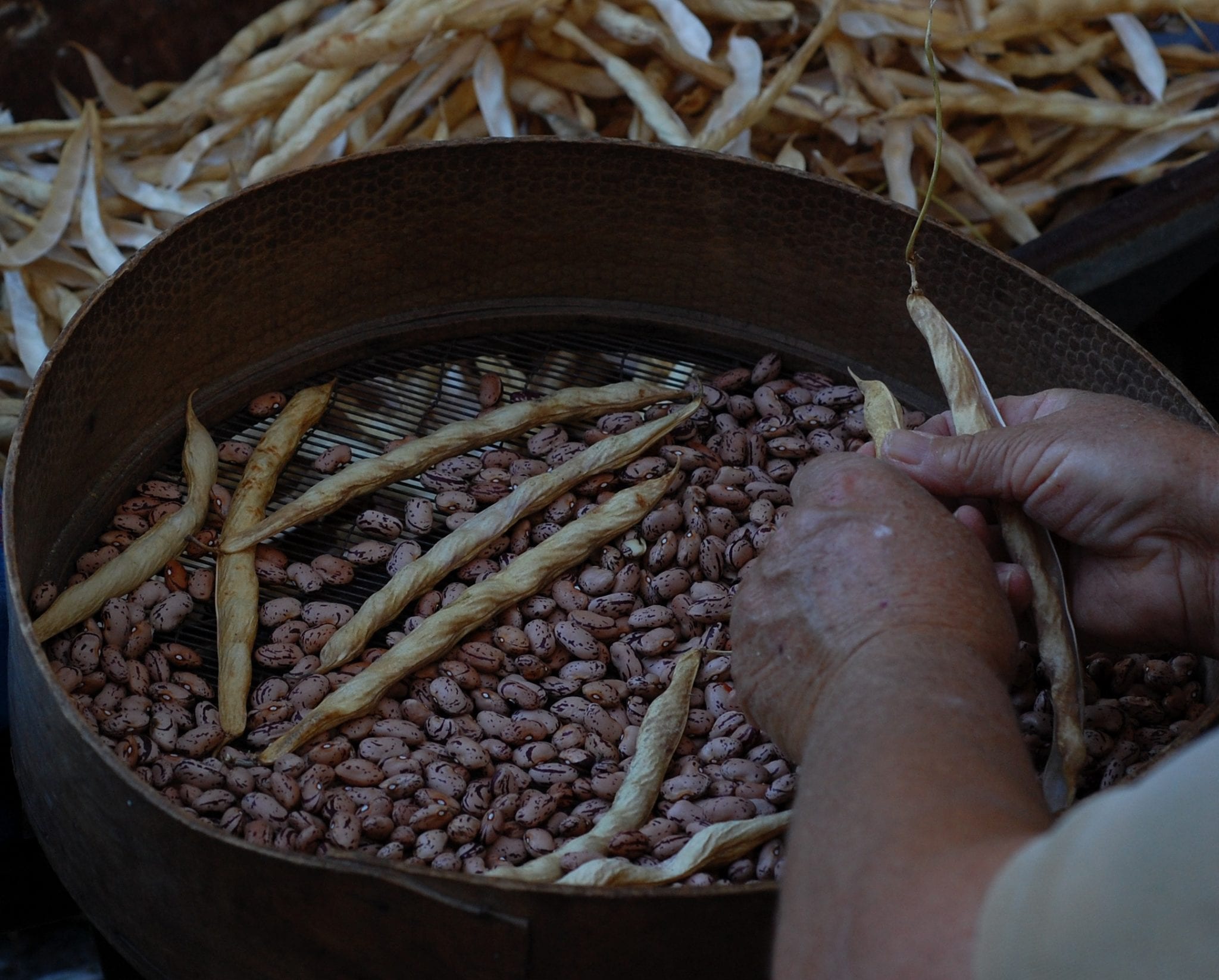 Borlotti beans