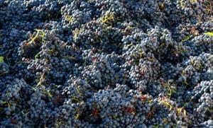 A Dark Sea of Wine to be