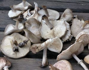 Foraging for Mushrooms
