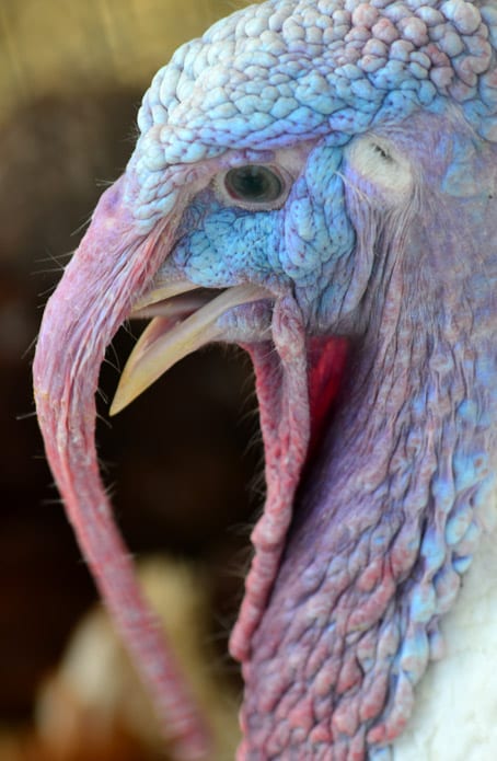 Turkey Abruzzo style