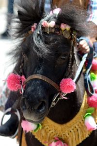 Festa di San Zopito ©Lucciola.me