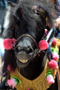 Festa di San Zopito