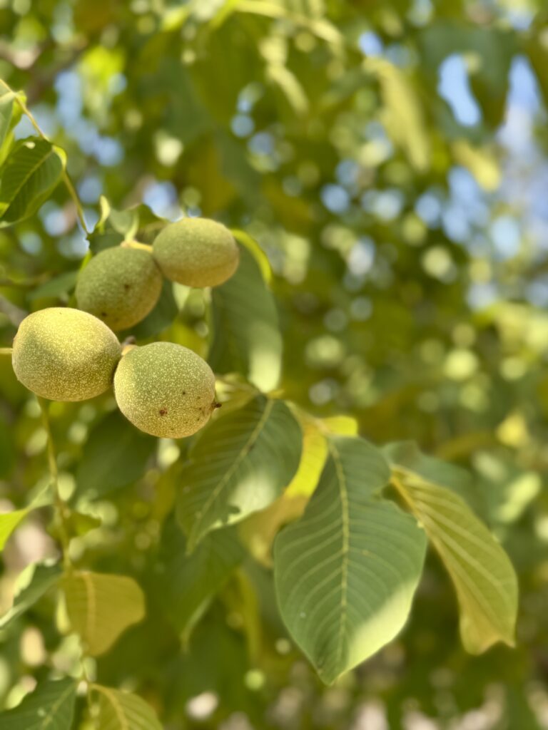Green walnuts