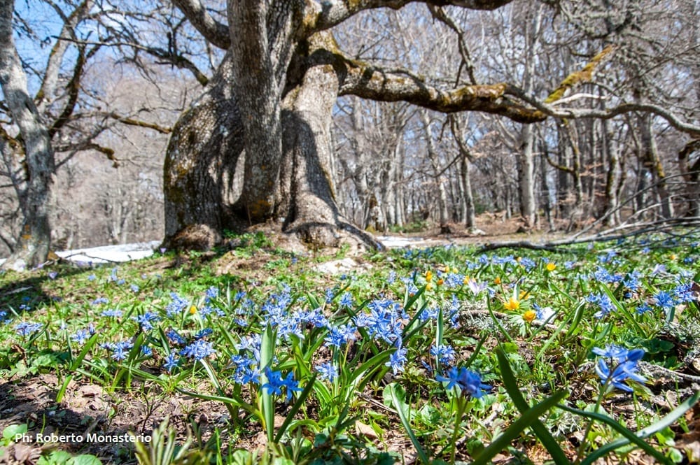 Bosco di Sant'Antonio