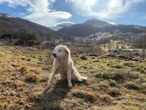 Valle Scannese sheep dogs