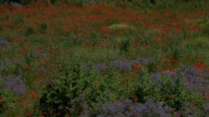 Bascianella's Poppies