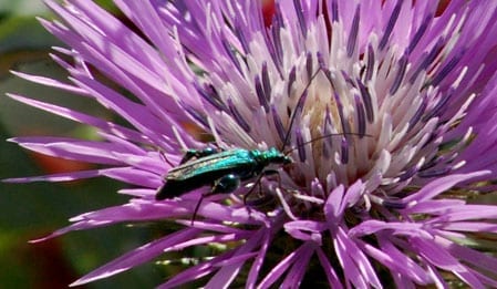 Brightly coloured bugs attracted to Punta Aderci