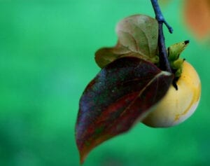 Cachi – Winner of Italy’s Most Beautiful Autumn Fruit