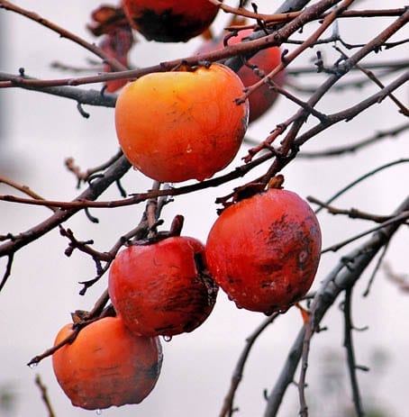 Cachi Fruit