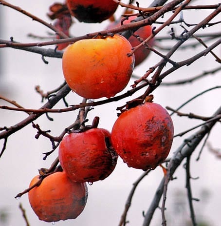 Cachi or Persimmon Fruit