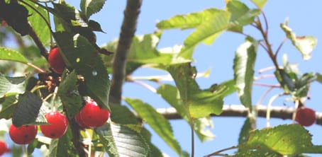 Abruzzo Wild Spring Cherries