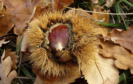 Abruzzo chestnuts