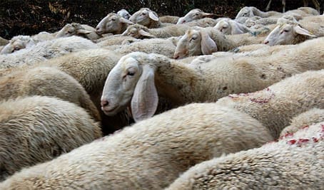 Counting Sheep