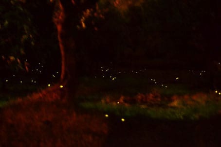The Bells Toll & Firefly Bokeh