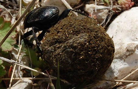 Happiness is... dung for a dung beetle