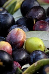 italia-olives