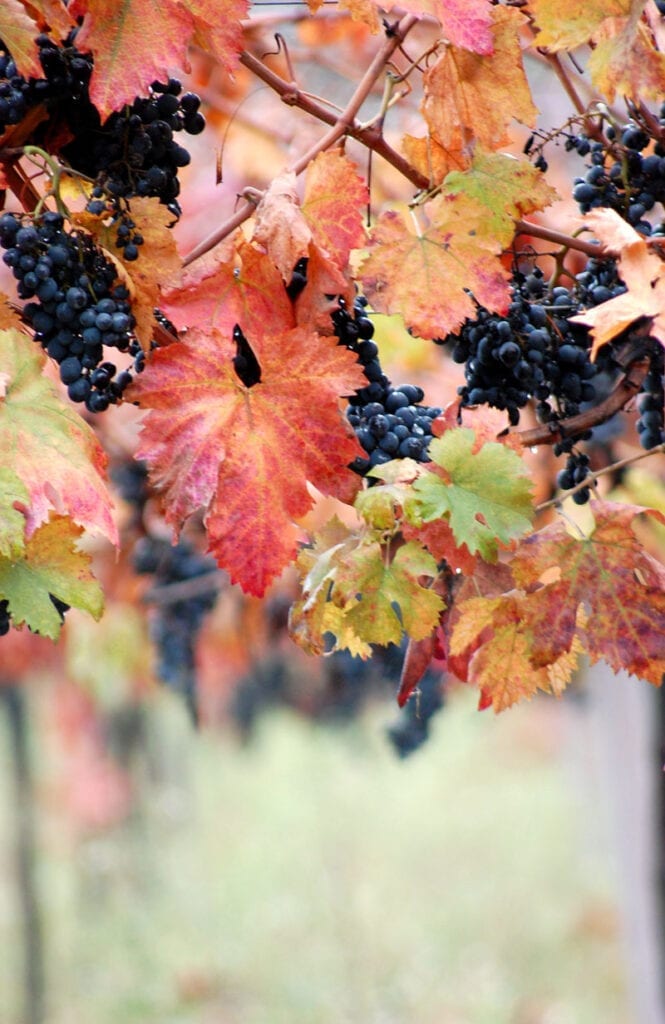 Autumn in Abruzzo – Bounty, Beauty & Bereavement