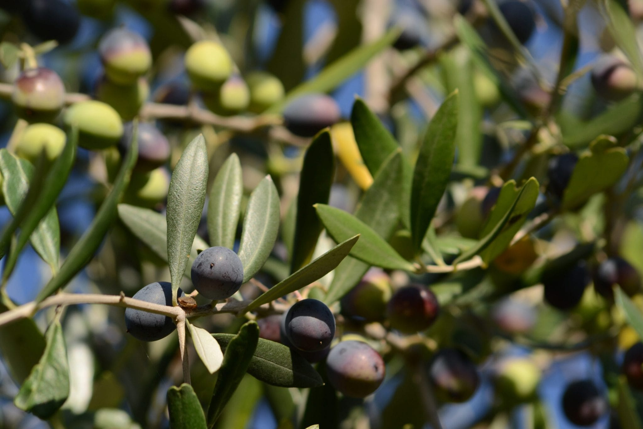 Autumn in Abruzzo – Bounty, Beauty & Bereavement