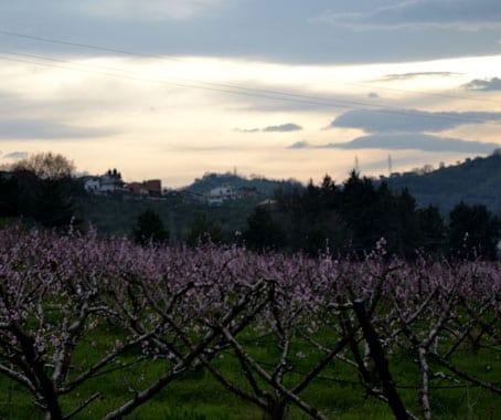 Cellino Attanasio Orchards