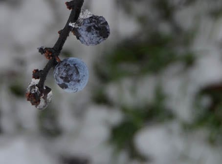 Slow Berries in Snow Abruzzo