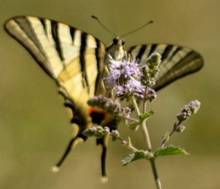 Swallowtail Abruzzo