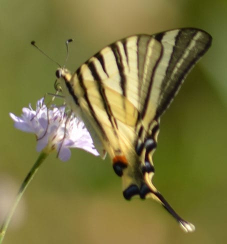 Swallowtail Butterly Bascianella