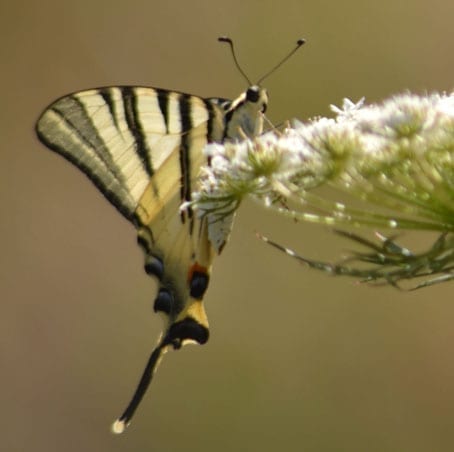 Swallowtail Butterly Bascianella
