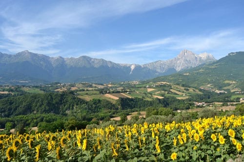 Sunflowers from Bascianella