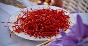 Saffron picking in Abruzzo