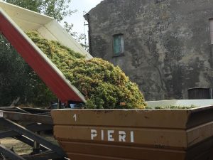 Pecorino Harvest - © Selina Girod-Ferrara