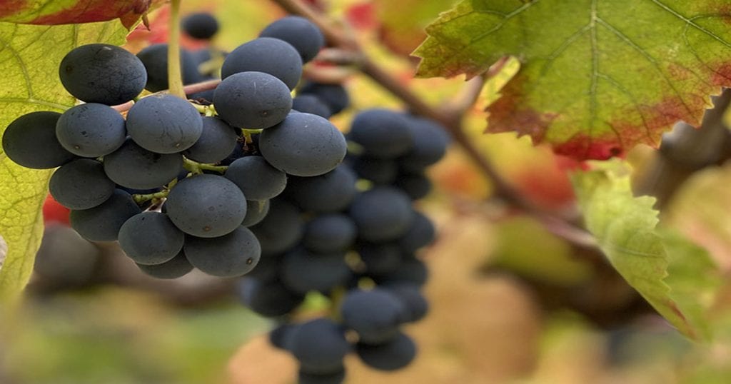 montepulicano-nero-grape