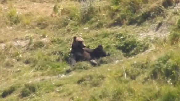 Gran Sasso bear