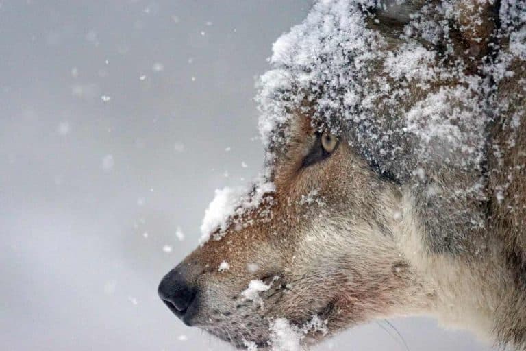 Ten Wolves, Two Woods: Poison in the Home of Abruzzo’s Bear