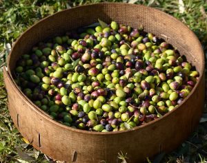 Olive Harvest Sieve