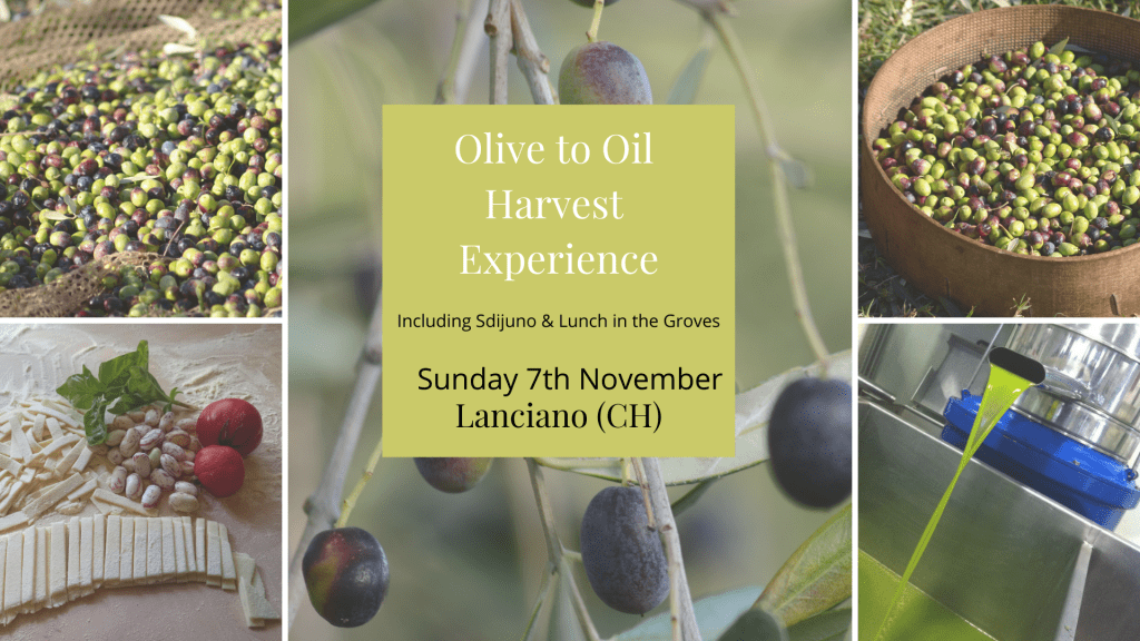 Abruzzo Olive Oil Harvest Experience
