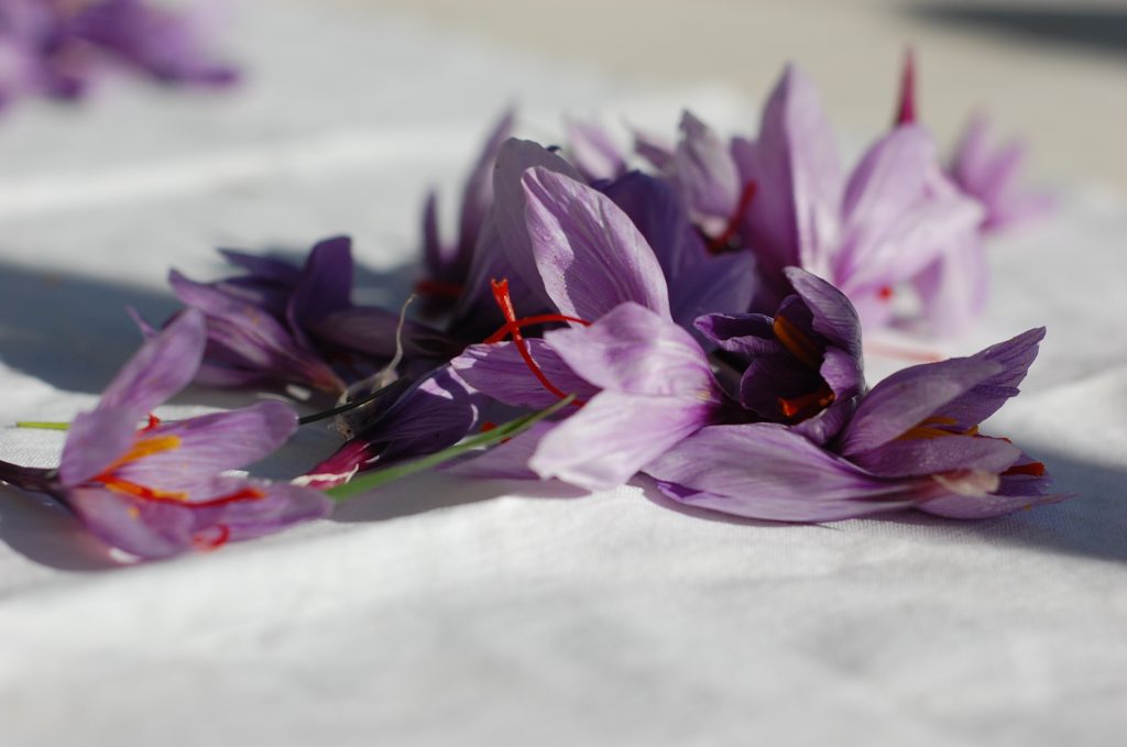 Saffron