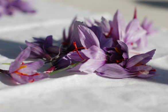 Saffron L'Aquila