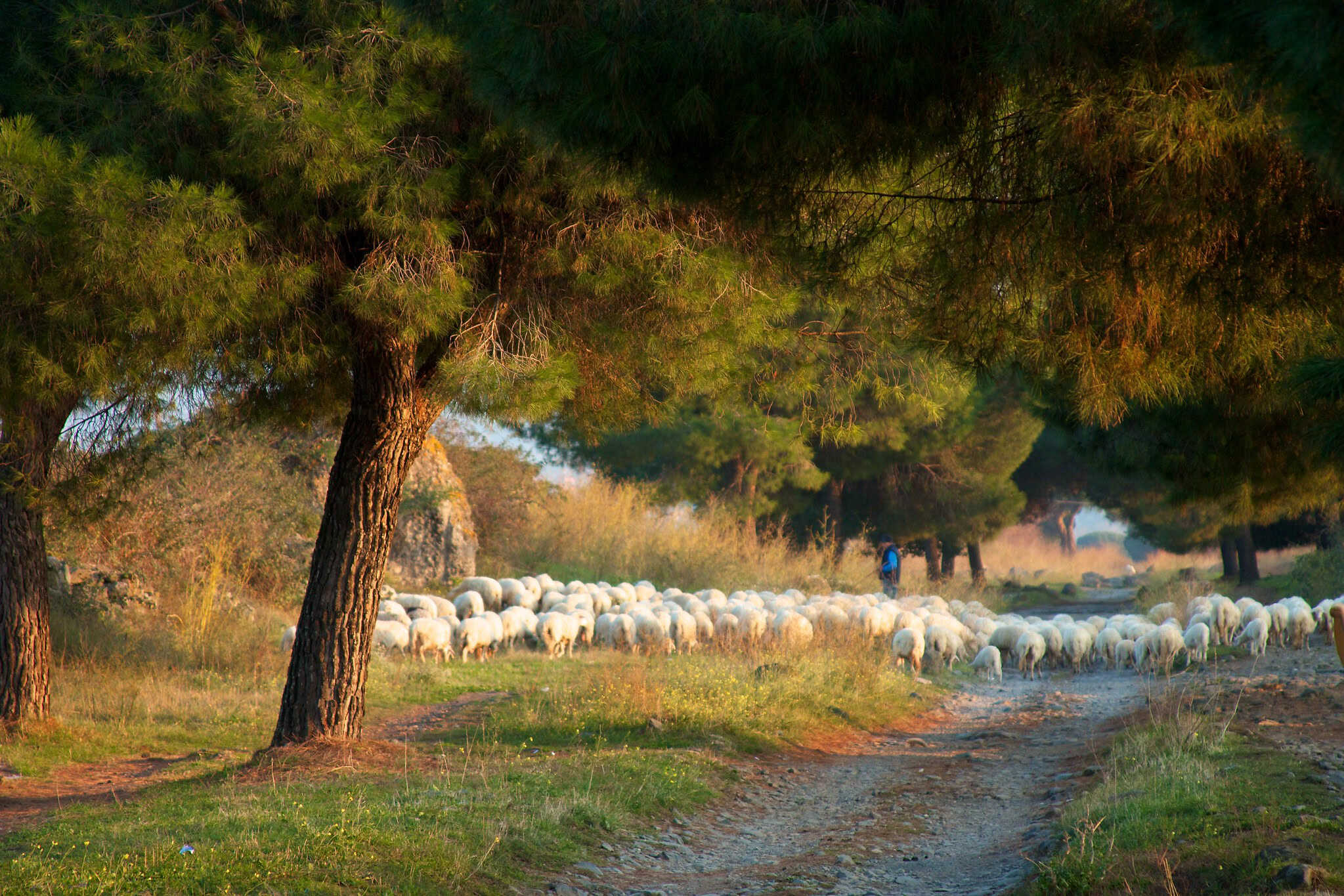 Peter Austin, Pineto