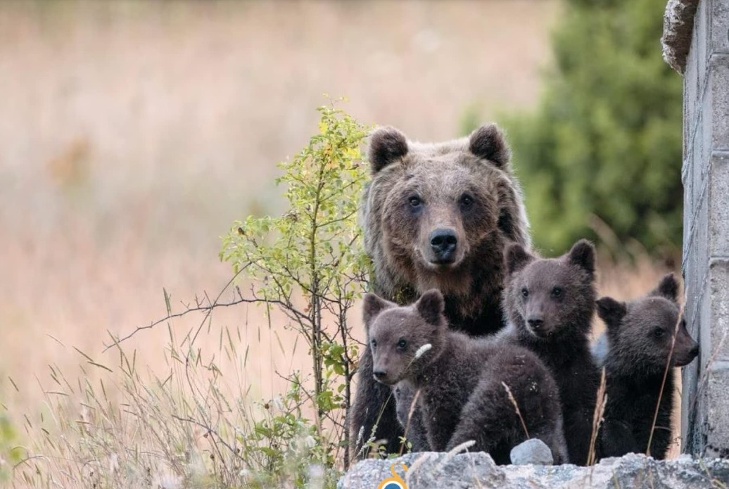 Salviamo l'Orso - Marsican Bear Charity