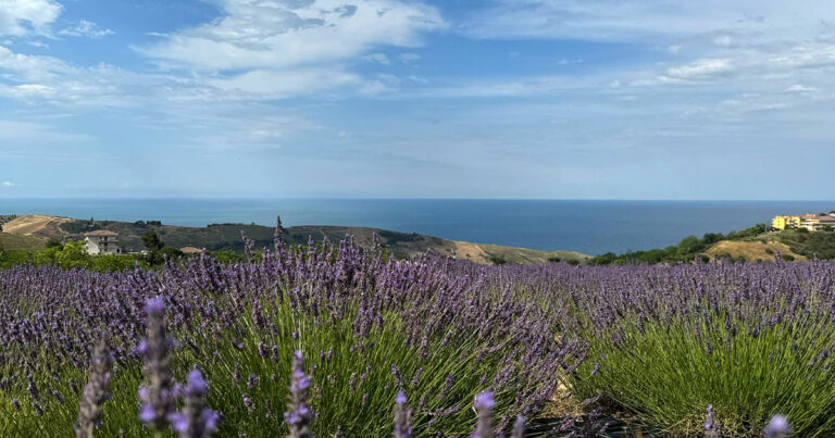 Lavender Abruzzo