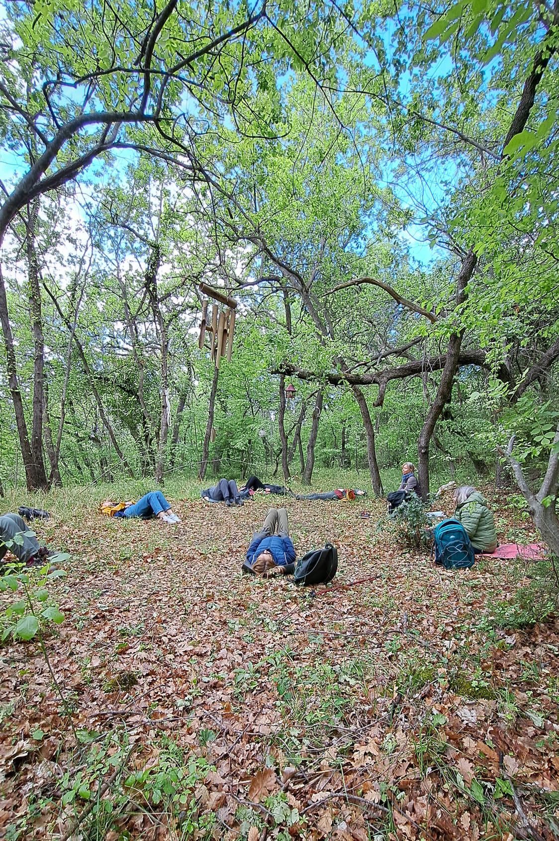 Forest Bathing & Slow Hiking