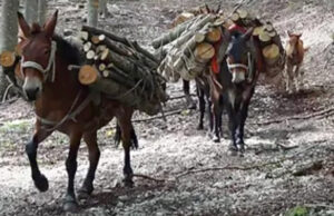 Abruzzo Donkeys