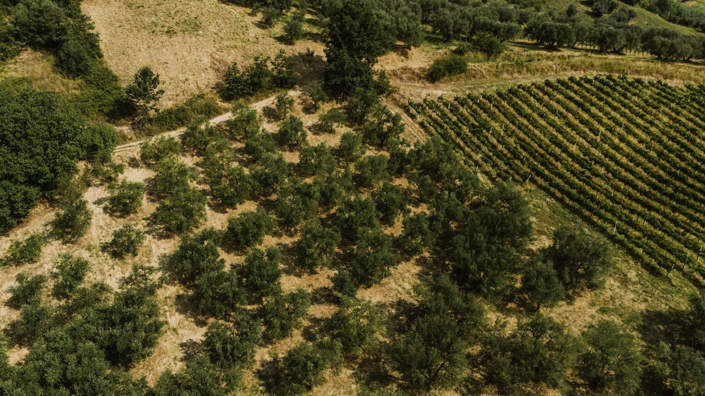 For Sale - Productive Chieti Olive Farm with Majestic Views, Near Sea & Mountains