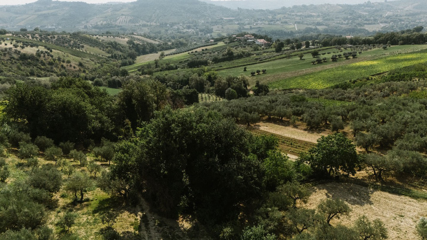 For Sale - Productive Chieti Olive Farm with Majestic Views, Near Sea & Mountains