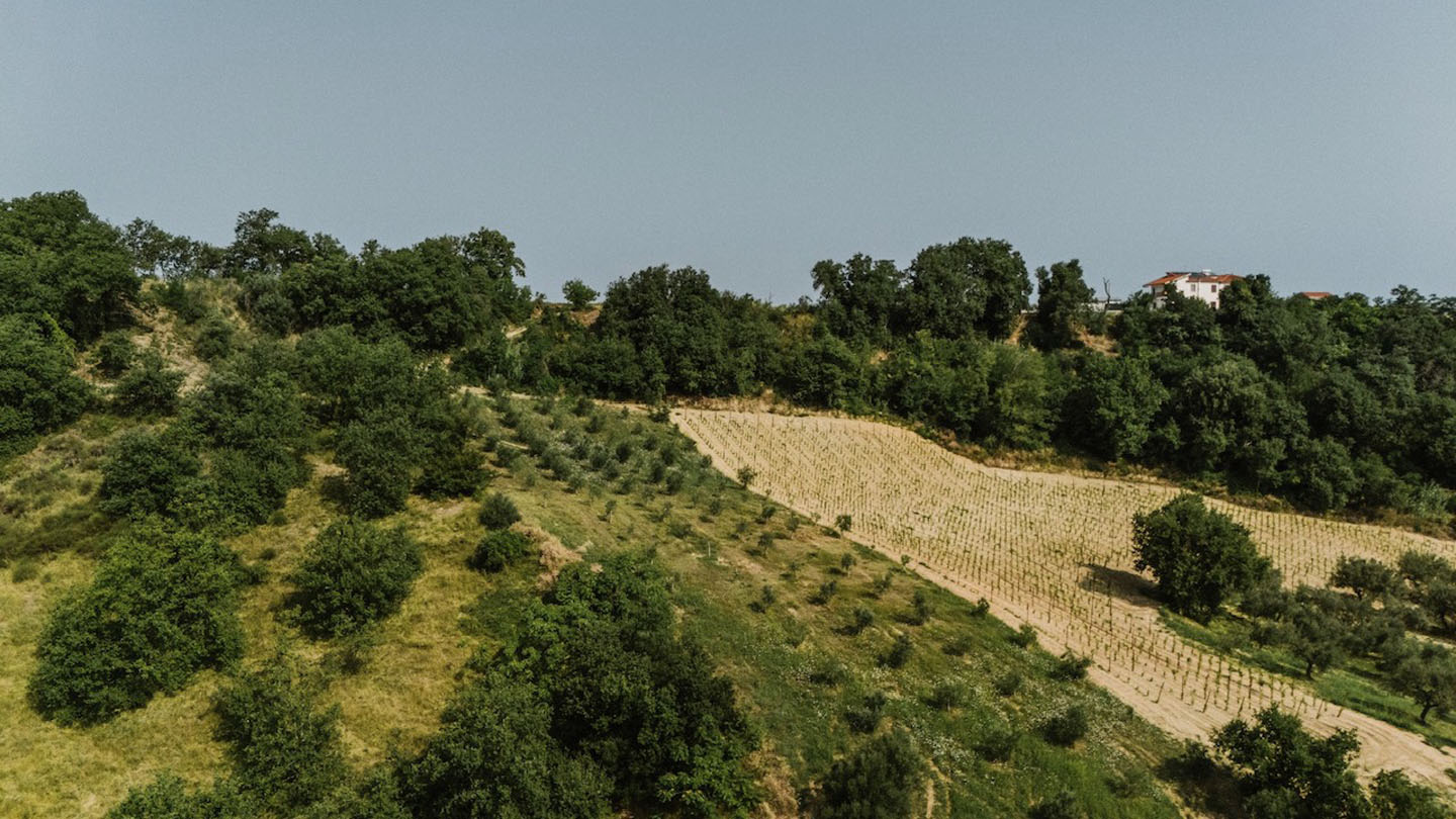 For Sale - Productive Chieti Olive Farm with Majestic Views, Near Sea & Mountains