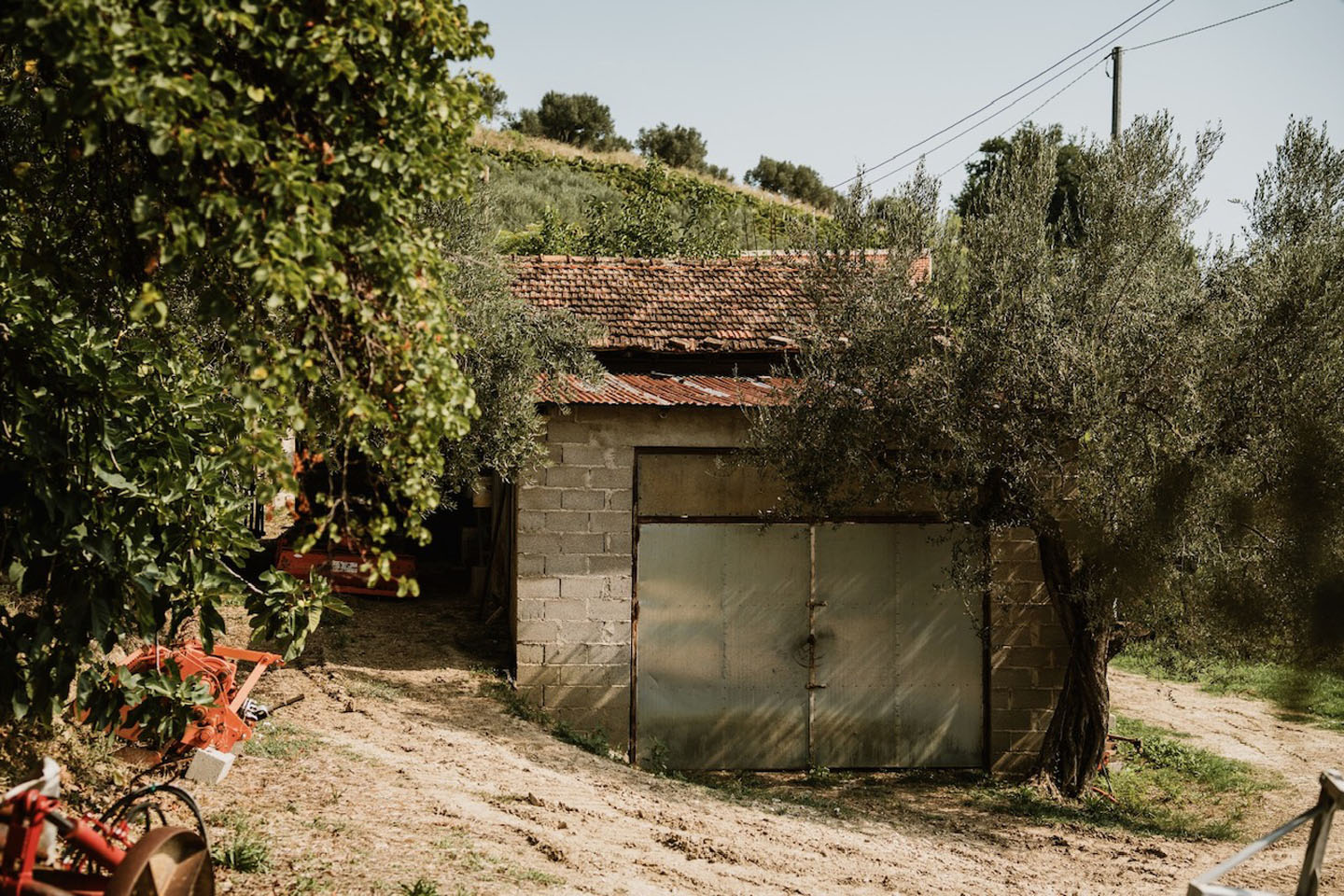 For Sale - Productive Chieti Olive Farm with Majestic Views, Near Sea & Mountains