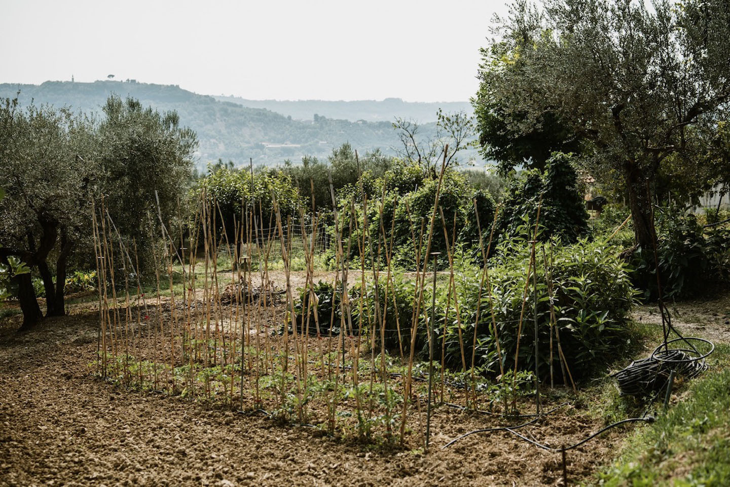 For Sale - Productive Chieti Olive Farm with Majestic Views, Near Sea & Mountains