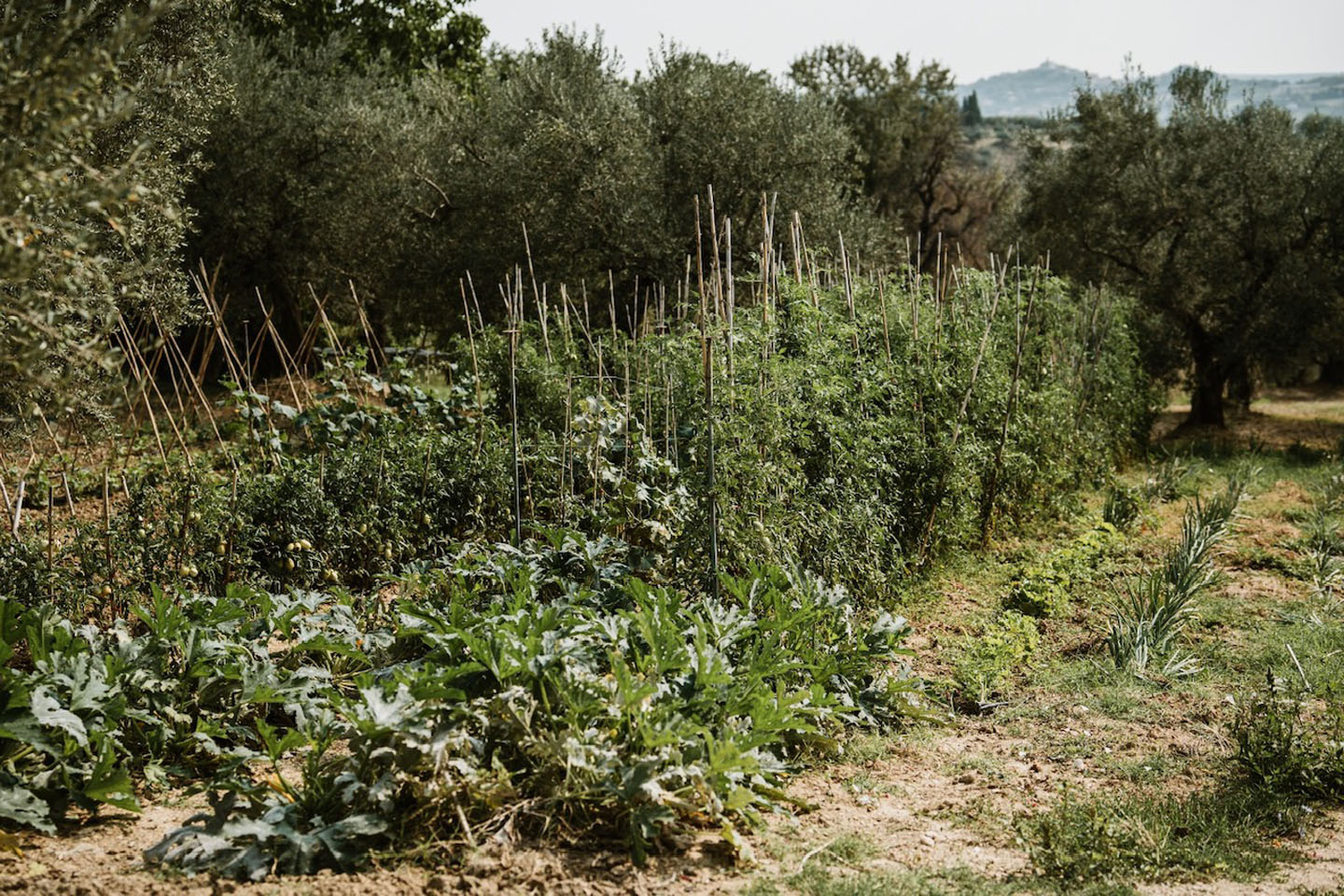 For Sale - Productive Chieti Olive Farm with Majestic Views, Near Sea & Mountains
