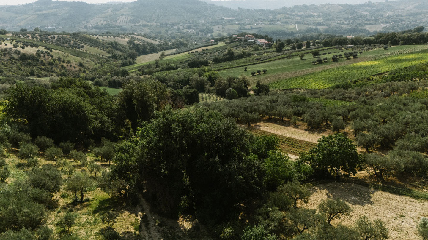 For Sale - Productive Chieti Olive Farm with Majestic Views, Near Sea & Mountains
